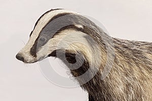 Head Portrait of a Stuffed European Badger