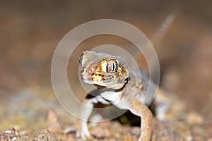 Head portrait of Teratoscincus bedriagai , Bedraiga`s wonder gecko or Bedriaga`s plate-tailed gecko