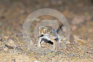 Head portrait of Teratoscincus bedriagai , Bedraiga`s wonder gecko or Bedriaga`s plate-tailed gecko