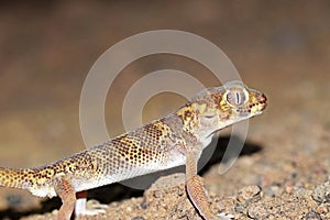 Head portrait of Teratoscincus bedriagai , Bedraiga`s wonder gecko or Bedriaga`s plate-tailed gecko