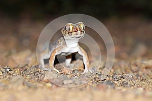 Head portrait of Teratoscincus bedriagai , Bedraiga`s wonder gecko or Bedriaga`s plate-tailed gecko
