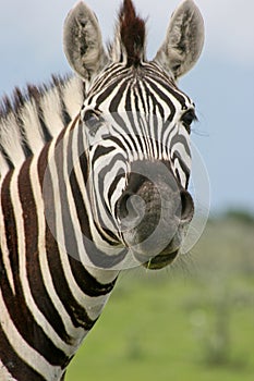 Head on portrait of wild Burchell`s Zebra Equus quagga burchellii staring at camera Etosha National Park, Namibia