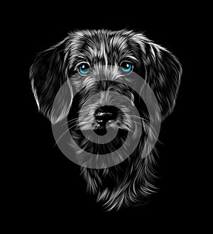 Head portrait of wire haired dachshund on black background