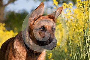 a head portrait of a young german shepherd dog in the rape seed field
