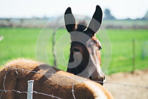 Head portrait of a young mule