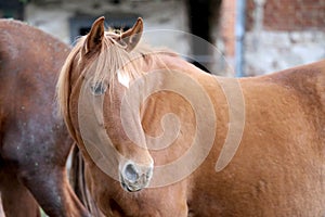 Head portrait of a young thoroughbred stallion on ranch autumnal weather