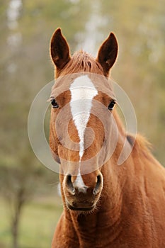 Head portrait of a young thoroughbred stallion on ranch autumnal weather