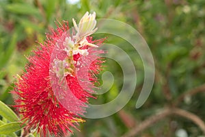 Head Powder Puff flower in garden closeup macro colorfull