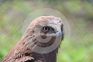 Head of predatory bird