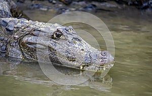 Head of predatory caiman or crocodile is reflected in the water of tropical river