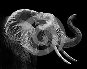 Head profile of an african elephant Loxodonta africana on black background