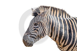 Head profile of Burchells Zebra. Isolated on white