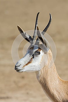 Head profile of a peaceful Springbok Antidorcas marsupialis with bokeh