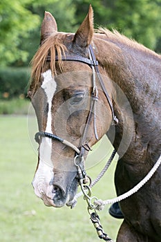 Vertical composition mare horse portrait with bit and bridle