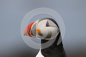 Head of a Puffin (Fratercula arctica).