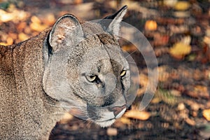 The head of a Puma in profile.