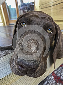 Head of puppy dog  breed German Shorthaired Pointer