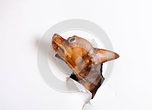 The head of a puppy peeks through a hole on a white background.