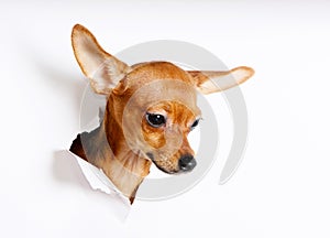The head of a puppy peeks through a hole on a white background. The dog crawled into the hole in the paper.