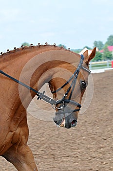 Head of purebred horse