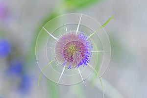 Head of purple thistle plant