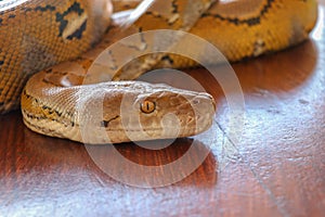Head python yellow pattern on a table edge. Close up of snake skin texture use for background. Portrait of a Albino reticulated