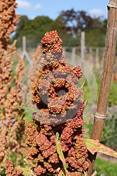 Head of a quinoa plant with red flowers