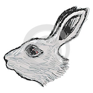 Head of rabbit