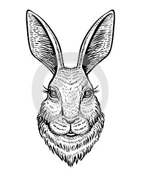 Head of rabbit or hare hand drawn vector sketch. Line illustration isolated on white background.