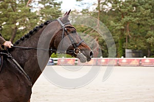 Head of racing horse in move