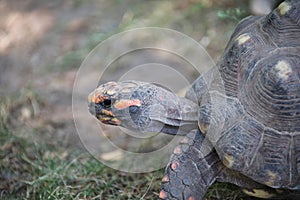 Head of a radiated tortoises , Astrochelys radiata. Critically endangered tortoise species, endemic to Madagascar