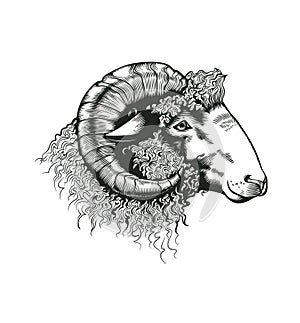 Head of ram hand drawn in antique etching style. Livestock animal isolated on white background. Vector illustration in