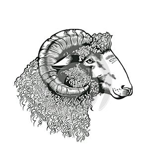 Head of ram hand drawn in antique etching style. Livestock animal isolated on white background. Vector illustration in monochrome