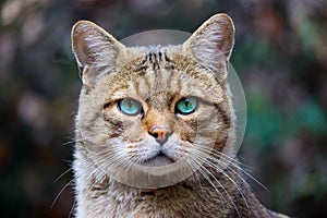 Head of a rare european wildcat with striking bright blue-green eyes in frontal view