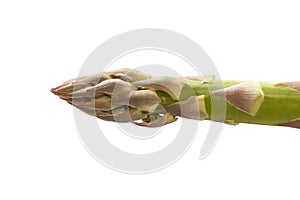 a head of raw green asparagus on a white background