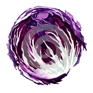 Head of red cabbage