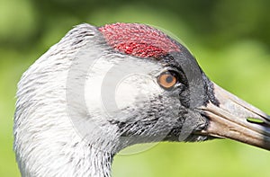 The head of the Red Crowned Crane close-up.