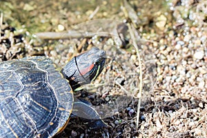 Head of a Red Eared Terrapin tortoise - Trachemys scripta elegans on the shore of a pond lake. Reptile animal in nature, turtle in