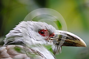 Head with the red eye and the large beak of a channel-billed cuckoo scythrops novaehollandiae in profile view