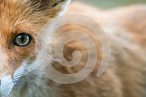 Head of a red fox Vulpes vulpes. Close up