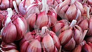 Head of red garlic