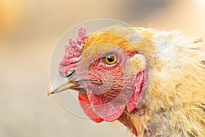 Head of a red hen close-up. Brown feathered domestic bird that lays eggs. Rural life on a farm with homemade products