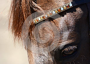 Head of a red horse with a beautiful bridle.