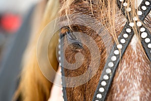 head of a red horse in a bridle