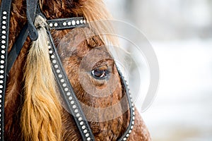 head of a red horse in a bridle