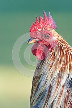 Head of Red Jungle Fowl