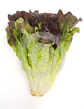Head of Red Leaf Lettuce on a White Background