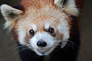 Head red panda \