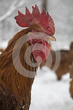 Head of a red rooster. Blurred background.