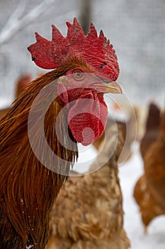 Head of a red rooster. Blurred background.